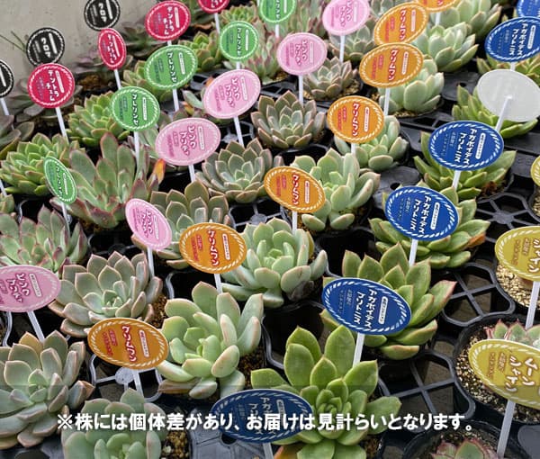エケベリア セットの商品一覧 通販 - Yahoo!ショッピング