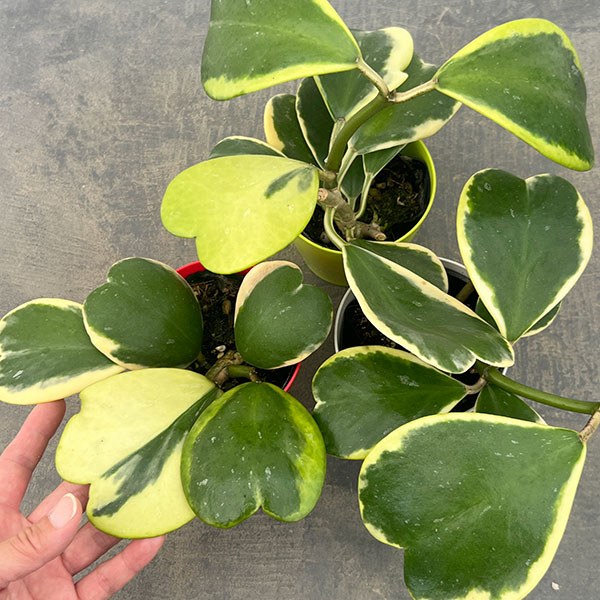 観葉植物 ホヤ カーリー（斑入り） 3.5号ポット |  | 06