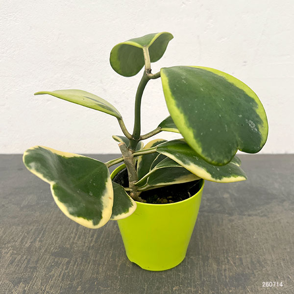 観葉植物 ホヤ カーリー（斑入り） 3.5号ポット |  | 03