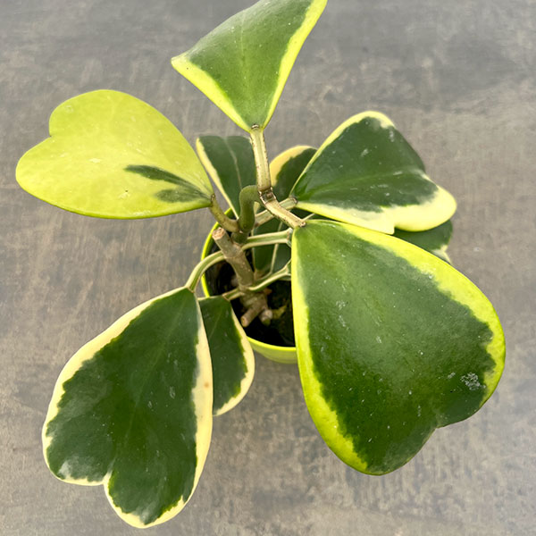 観葉植物 ホヤ カーリー（斑入り） 3.5号ポット |  | 01
