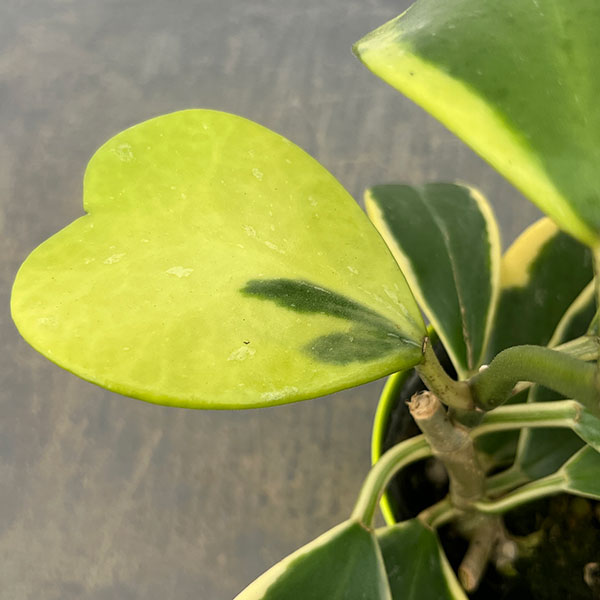 観葉植物 ホヤ カーリー（斑入り） 3.5号ポット |  | 04