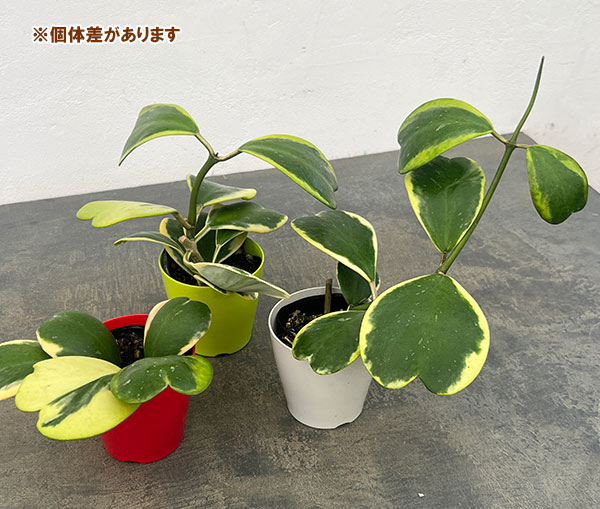 観葉植物 ホヤ カーリー（斑入り） 3.5号ポット |  | 05