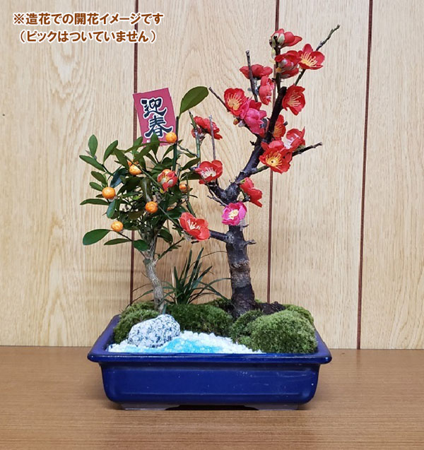 山野草の苗/紅梅とキンズの盆栽｜engei｜03