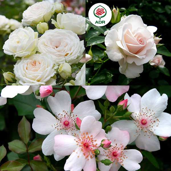バラの苗/シュラブローズ：ホワイト〜ピンク系（大苗）3品種セット 