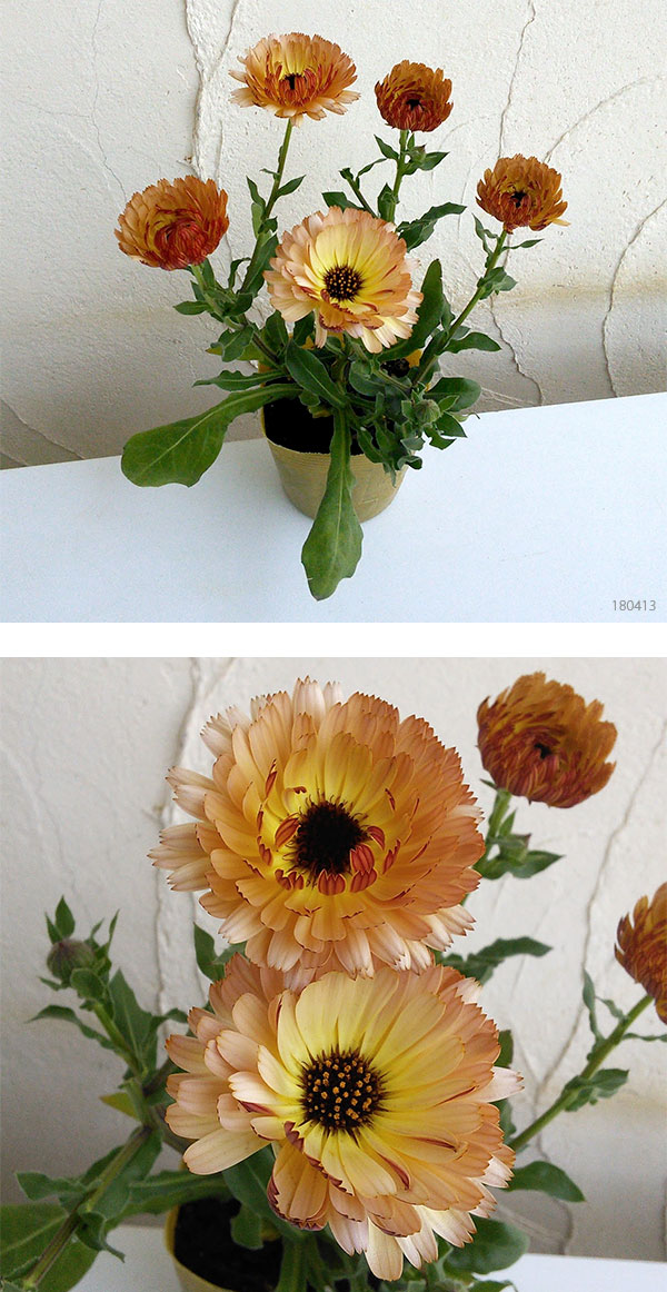 草花の苗 カレンデュラ コーヒークリーム3.5号ポット |  | 07