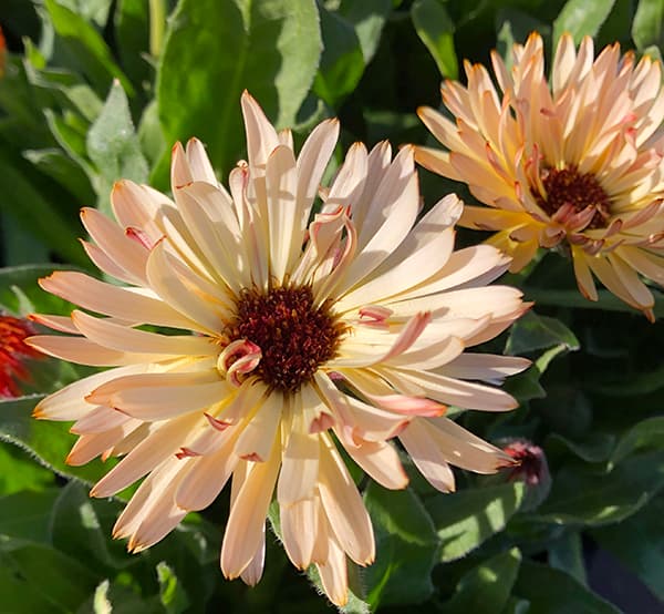 草花の苗 カレンデュラ コーヒークリーム3.5号ポット |  | 12