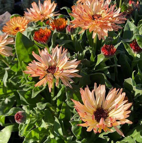 草花の苗 カレンデュラ コーヒークリーム3.5号ポット |  | 13