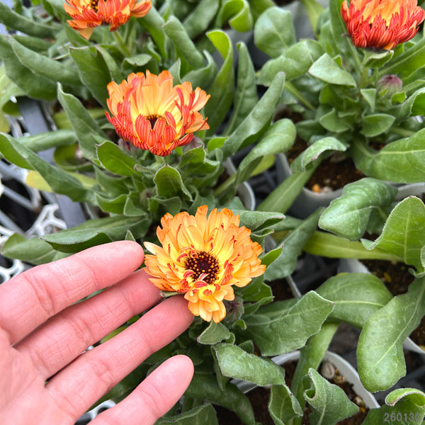 草花の苗 カレンデュラ コーヒークリーム3.5号ポット |  | 02