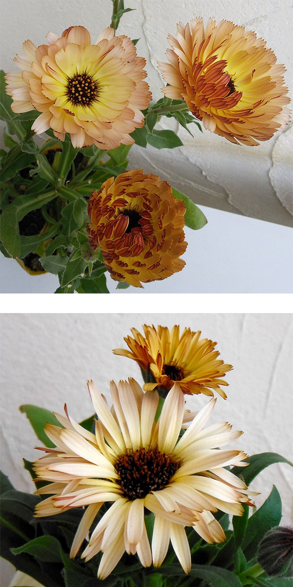 草花の苗 カレンデュラ コーヒークリーム3.5号ポット |  | 08