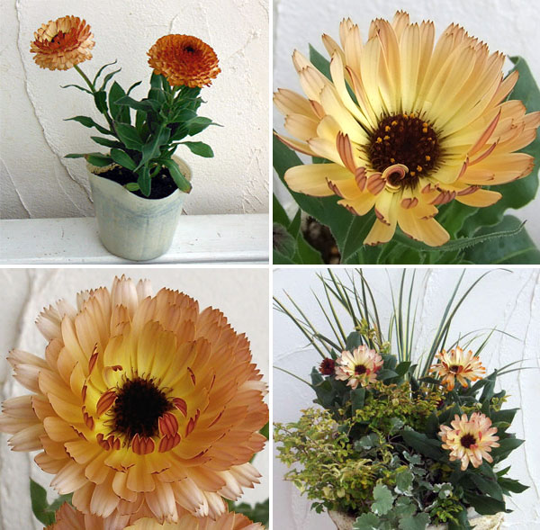 草花の苗 カレンデュラ コーヒークリーム3.5号ポット |  | 09