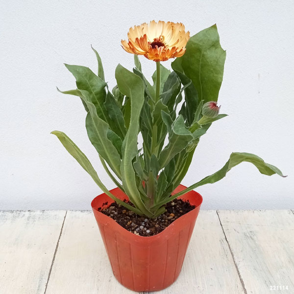 草花の苗 カレンデュラ コーヒークリーム3.5号ポット |  | 03