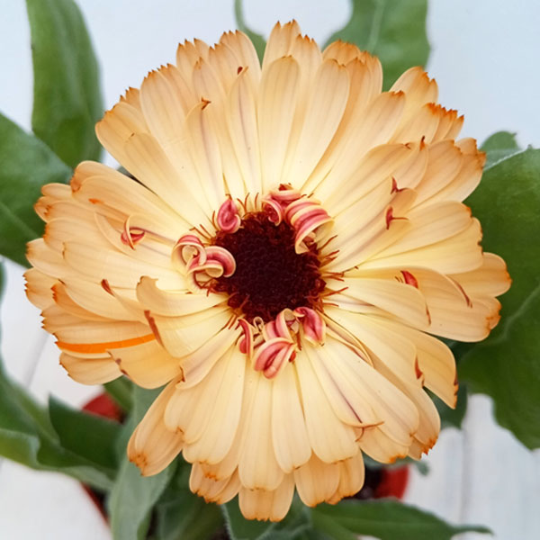 草花の苗 カレンデュラ コーヒークリーム3.5号ポット |  | 04