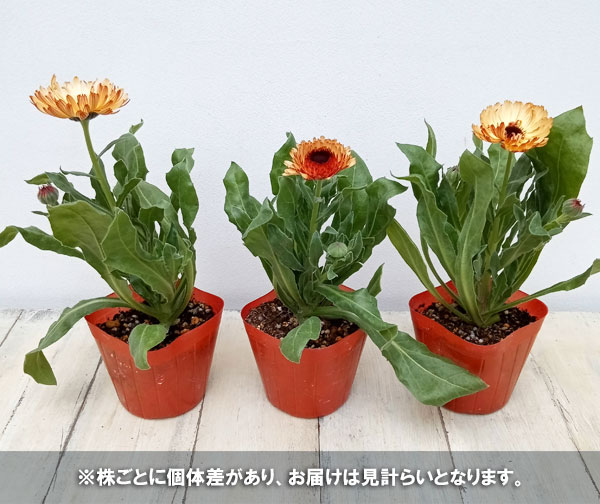 草花の苗 カレンデュラ コーヒークリーム3.5号ポット |  | 05