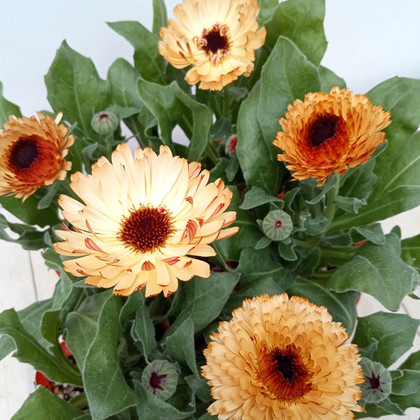 草花の苗 カレンデュラ コーヒークリーム3.5号ポット |  | 06