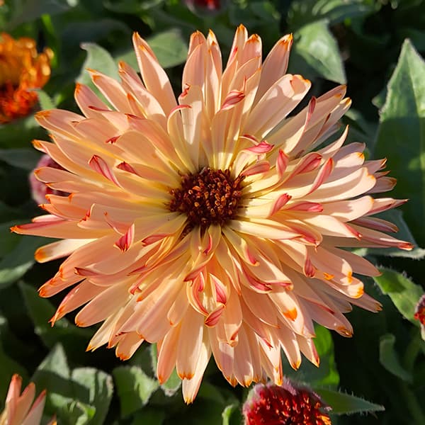 草花の苗 カレンデュラ コーヒークリーム3.5号ポット |  | 10