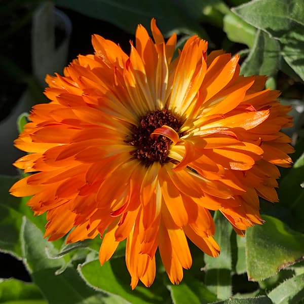 草花の苗 カレンデュラ コーヒークリーム3.5号ポット |  | 11