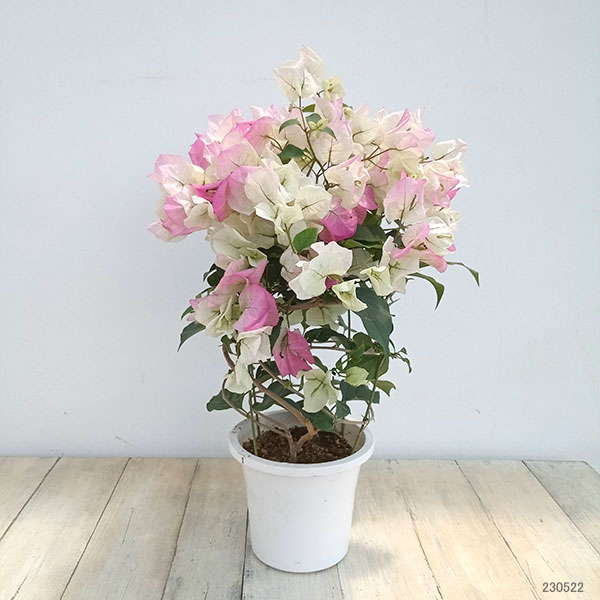 ブーゲンビリア 鉢植え（鉢花）｜生花 | 花、ガーデニング のおすすめ