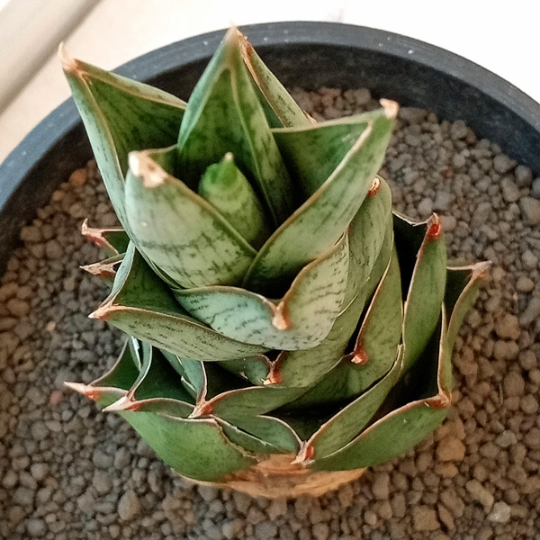 観葉植物 （わけあり特価）サンセベリア ロックマン 3.5号プラ鉢植え22