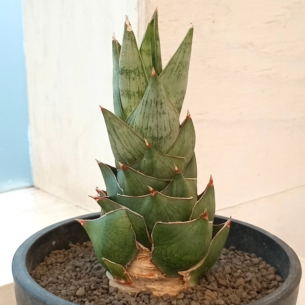 観葉植物 （わけあり特価）サンセベリア ロックマン 3.5号プラ鉢植え22