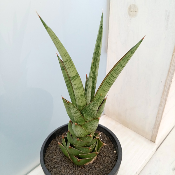 観葉植物 （わけあり特価）サンセベリア ロックマン 3.5号プラ鉢植え22