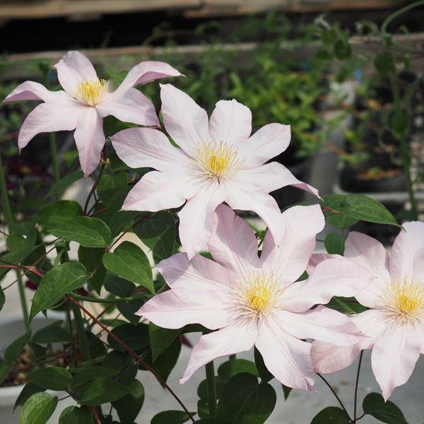 クレマチスの苗 クレマチス ローズシュプリーム...の詳細画像1