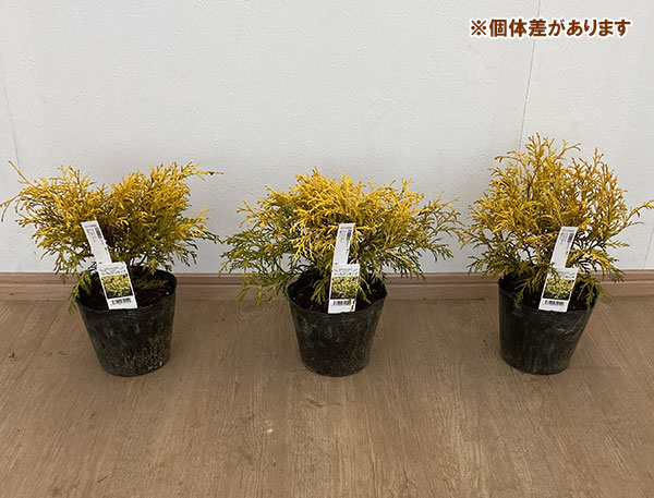 5号球（花、ガーデニング）のおすすめ人気商品一覧 通販 - Yahoo