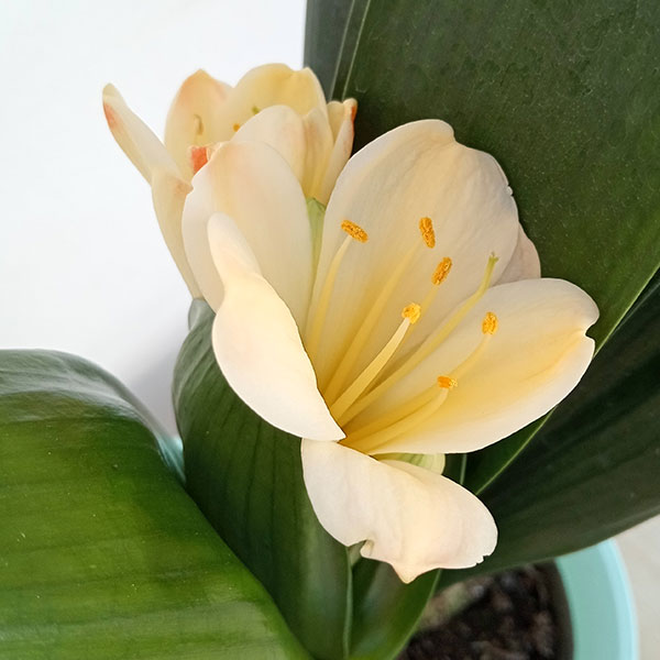 君子蘭のおすすめ人気商品一覧 通販 - Yahoo!ショッピング