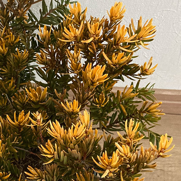 黄金キャラボク玉　球状 キャラボク（花、ガーデニング）のおすすめ人気商品一覧 通販 - Yahoo