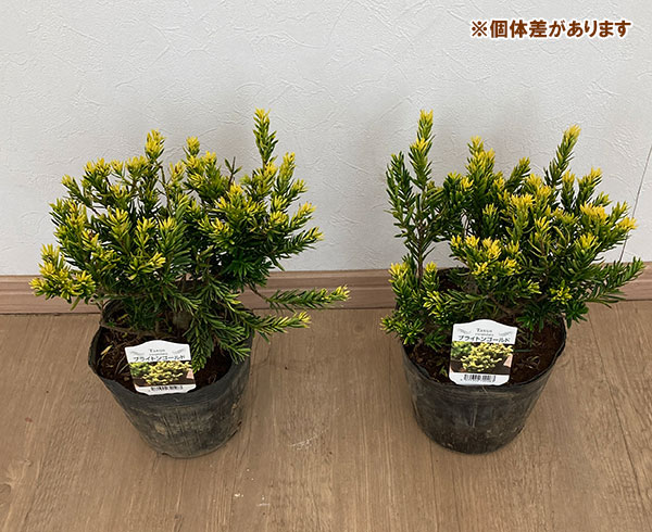 キャラボク（花、ガーデニング）のおすすめ人気商品一覧 通販 - Yahoo