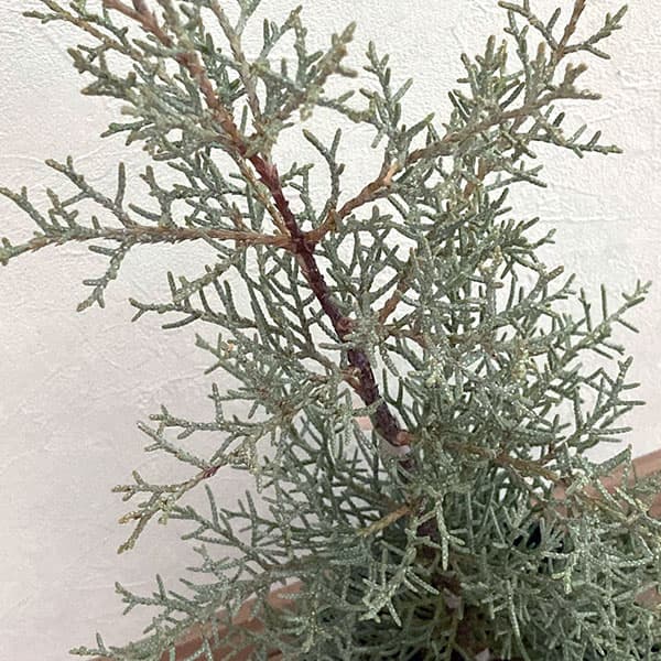 花木 庭木の苗 コニファー（立ち性） ブルーアイス5号ポット : 園芸