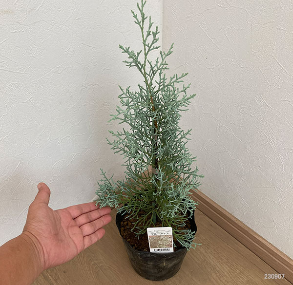 コニファーブルーアイスのおすすめ人気商品一覧 通販 - Yahoo!ショッピング