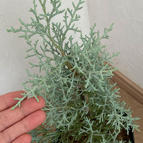 花木 庭木の苗 コニファー（立ち性） ブルーアイス5号ポット : 園芸