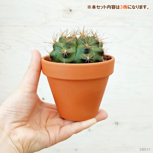 観葉植物/サボテン 3号素焼き鉢植え ソート3種セット｜engei｜02