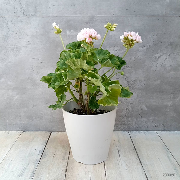 ゼラニウム 苗のおすすめ人気商品一覧 通販 - Yahoo!ショッピング