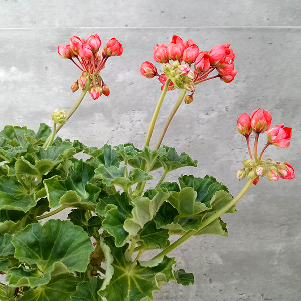 ゼラニウム バラ咲き（苗） | 花、ガーデニング のおすすめ人気商品