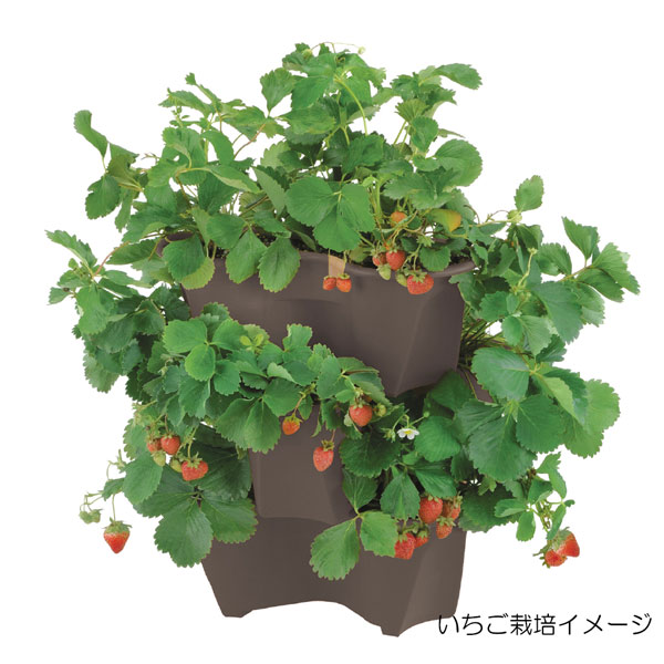 野菜の苗 棚卸セール いちご栽培セット（ハーベリーポット）といちご苗
