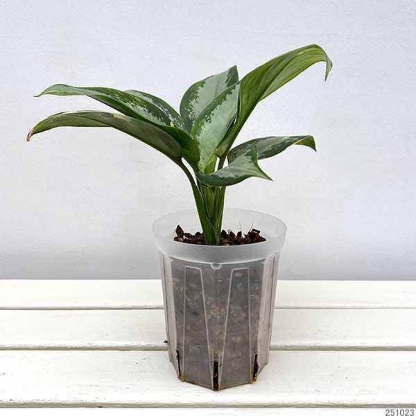 アグラオネマ ピクタム（観葉植物） | 花、ガーデニング の商品一覧