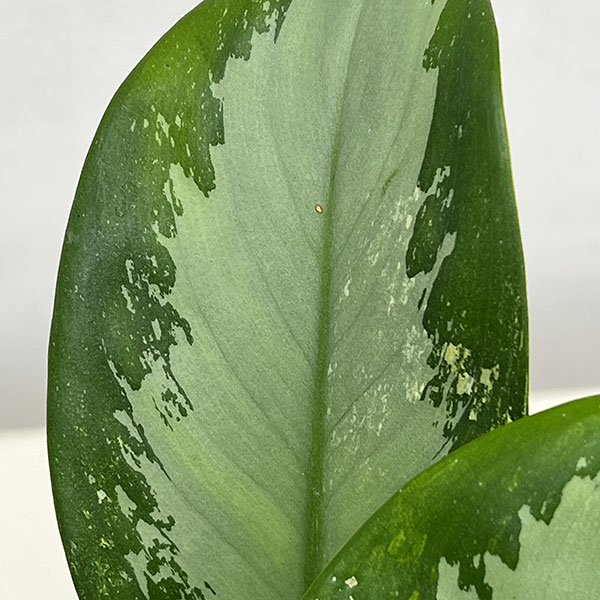 アグラオネマ ピクタムのおすすめ人気商品一覧 通販 - Yahoo!ショッピング