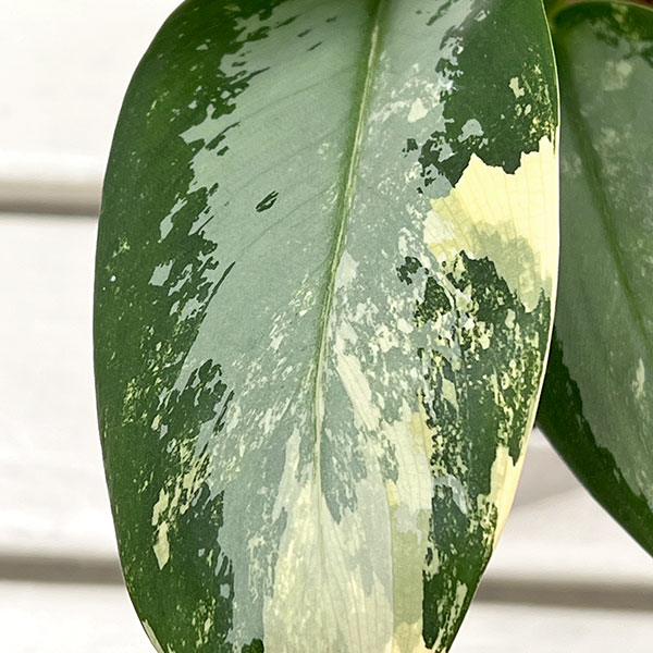 アグラオネマ ピクタムのおすすめ人気商品一覧 通販 - Yahoo!ショッピング