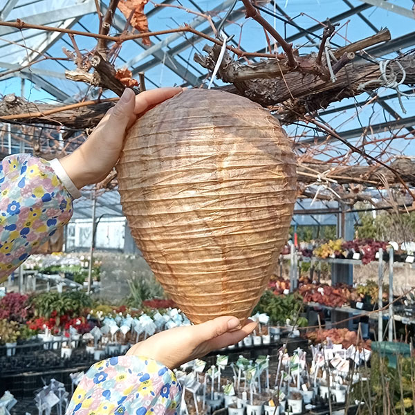 季節のおすすめ商品 富士商 Fujisho ダミーハチの巣 1P 蜂除け はち 蜂の巣対策 20243