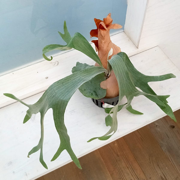 観葉植物 （わけあり特価）ビカクシダ（コウモリラン） 飛ぶ鳥