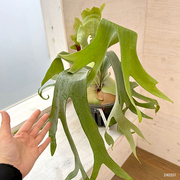 観葉植物 （わけあり特価）ビカクシダ（コウモリラン） 飛ぶ鳥