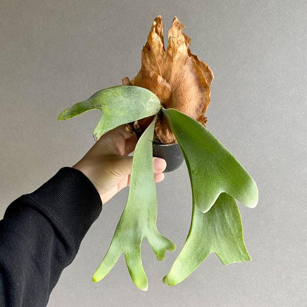 観葉植物/ビカクシダ(コウモリラン):ウィリンキー ワイドフォーム ポタラム(胞子栽培)ポット苗 ザ・ファームセレクト 観葉植物/ビカクシダ(コウモリラン):ウィリンキー ザ・ファームセレクト 観葉植物/ビカクシダ(コウモリラン):ウィリンキー ワイドフォーム ポタラム(胞子栽培)ポット苗 ザ・ファームセレクト 観葉植物/ビカクシダ(コウモリラン):ウィリンキー ザ・ファームセレクト