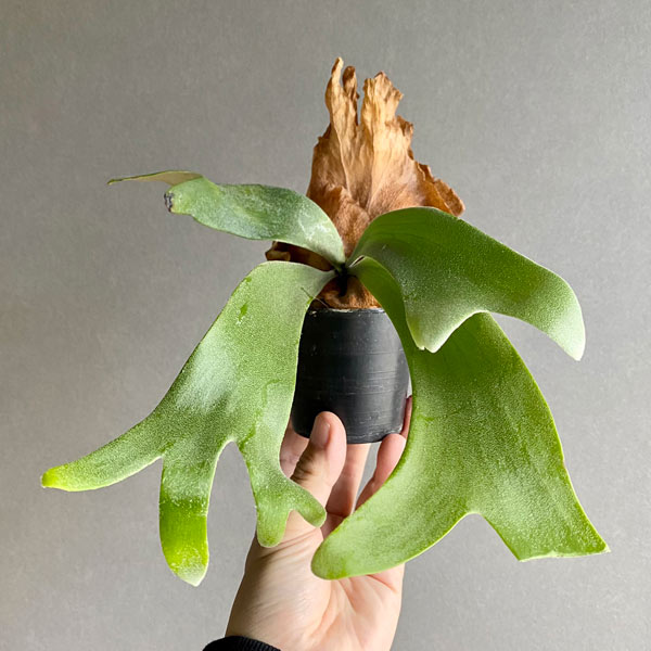 観葉植物/ビカクシダ（コウモリラン）：ウィリンキー ワイドフォーム ポタラム（胞子栽培）ポット苗 ザ・ファームセレクト ワイドフォーム ポタラム