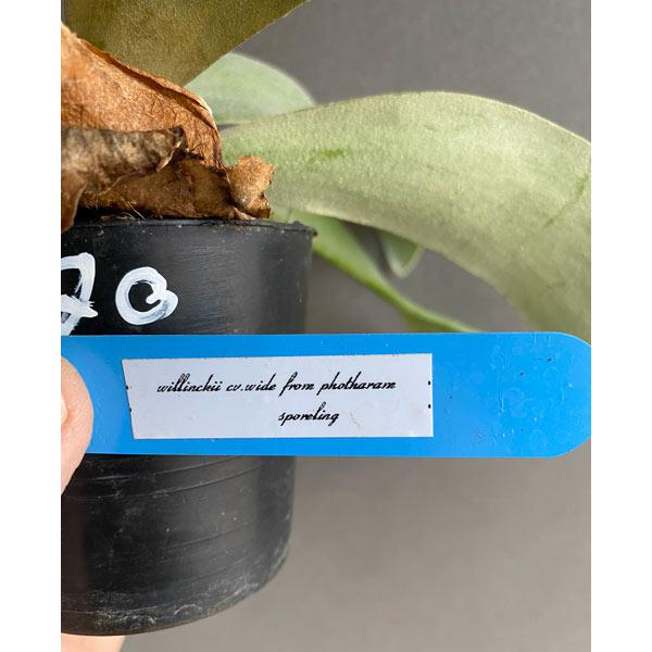 観葉植物/ビカクシダ(コウモリラン):ウィリンキー ワイドフォーム ポタラム(胞子栽培)ポット苗 ザ・ファームセレクト 観葉植物/ビカクシダ(コウモリラン):ウィリンキー ザ・ファームセレクト 観葉植物/ビカクシダ(コウモリラン):ウィリンキー ワイドフォーム ポタラム(胞子栽培)ポット苗 ザ・ファームセレクト 観葉植物/ビカクシダ(コウモリラン):ウィリンキー ザ・ファームセレクト