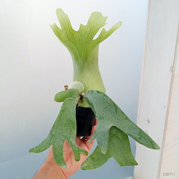 観葉植物/ビカクシダ（コウモリラン）：ウィリンキー ワイドフォーム ポタラム（胞子栽培）ポット苗 ザ・ファームセレクト ワイドフォーム ポタラム