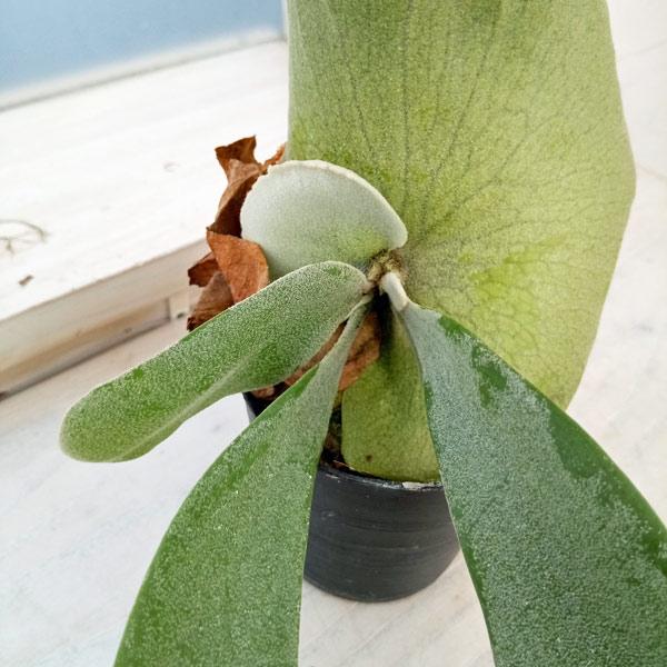 観葉植物/ビカクシダ(コウモリラン):ウィリンキー ワイドフォーム ポタラム(胞子栽培)ポット苗 ザ・ファームセレクト 観葉植物/ビカクシダ(コウモリラン):ウィリンキー ザ・ファームセレクト 観葉植物/ビカクシダ(コウモリラン):ウィリンキー ワイドフォーム ポタラム(胞子栽培)ポット苗 ザ・ファームセレクト 観葉植物/ビカクシダ(コウモリラン):ウィリンキー ザ・ファームセレクト