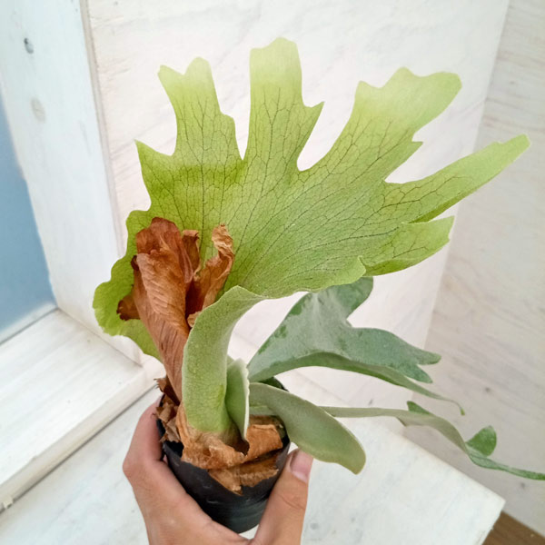 観葉植物/ビカクシダ(コウモリラン):ウィリンキー ワイドフォーム ポタラム(胞子栽培)ポット苗 ザ・ファームセレクト 観葉植物/ビカクシダ(コウモリラン):ウィリンキー ザ・ファームセレクト 観葉植物/ビカクシダ(コウモリラン):ウィリンキー ワイドフォーム ポタラム(胞子栽培)ポット苗 ザ・ファームセレクト 観葉植物/ビカクシダ(コウモリラン):ウィリンキー ザ・ファームセレクト