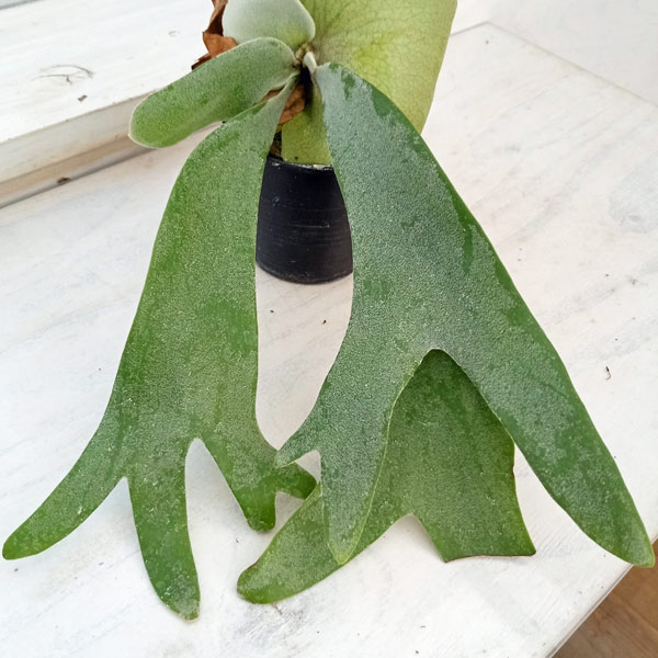 観葉植物/ビカクシダ（コウモリラン）：ウィリンキー ワイドフォーム ポタラム（胞子栽培）ポット苗 ザ・ファームセレクト ワイドフォーム ポタラム