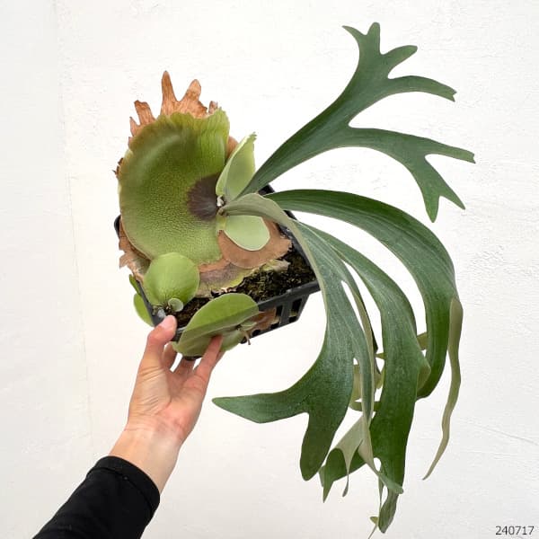 観葉植物/ビカクシダ（コウモリラン）：ウィリンダ ポット苗